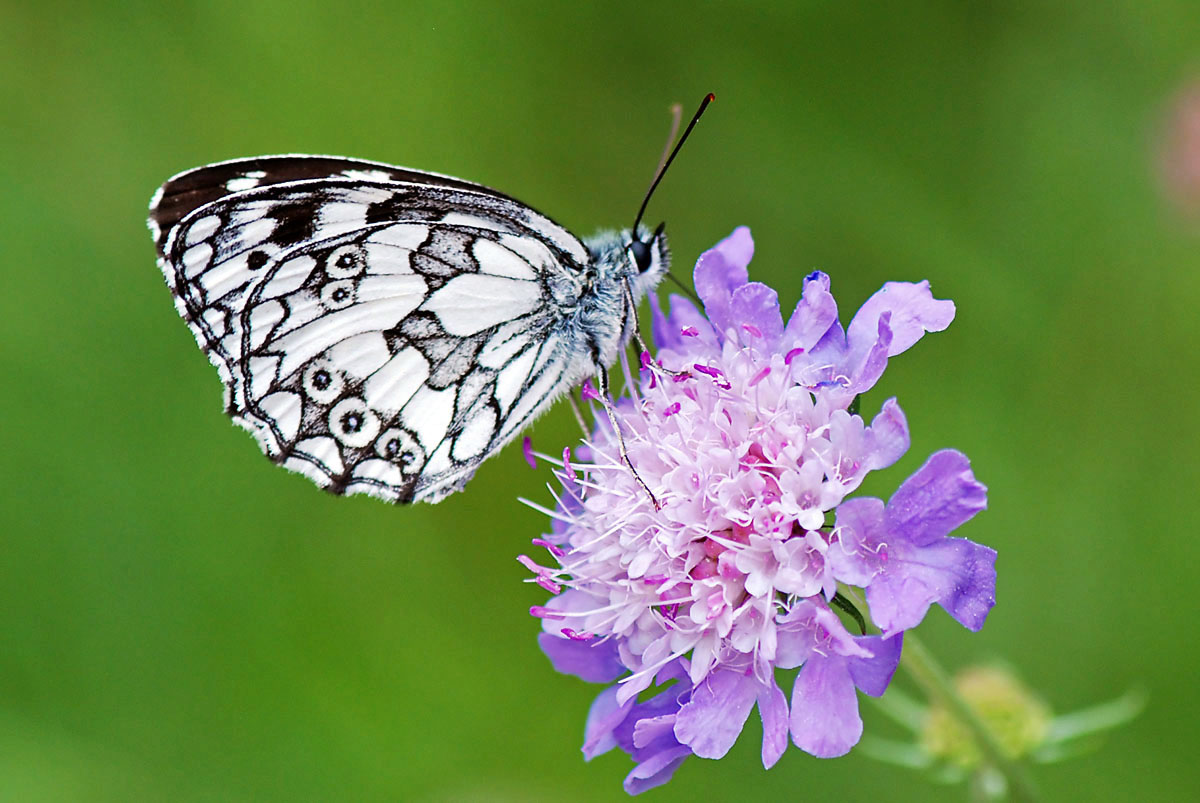 Melanargia galathea aberrante e altre forme, del Vicentino